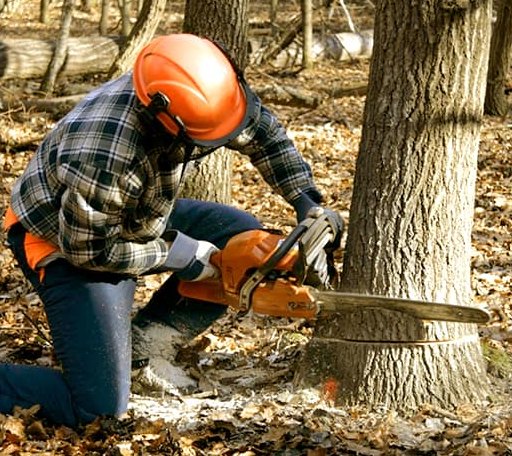 Tree Removal in Vina, AL
